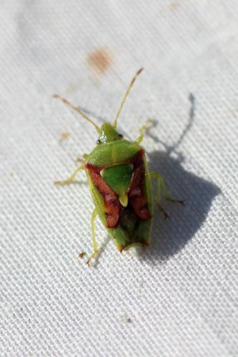 Cyphostethus tristriatus